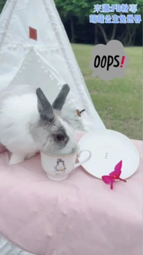 萌萌公主：很遺憾，達不到您的期望    少了點心跟花茶我絕不合作(-`ェ´-╬)。FB粉專：萌萌公主兔世界 提供