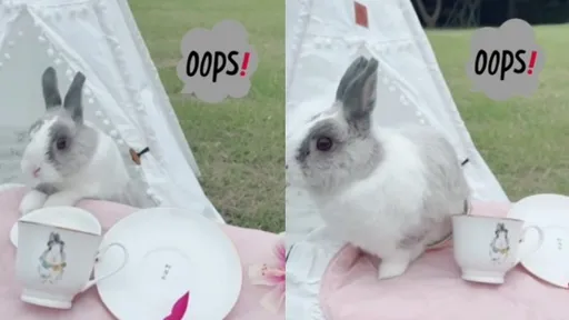 野餐有亮點!賣萌專家優雅下午茶 粉絲融化喊「卡哇伊」