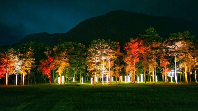 台東光祭作品在樹林間展示。資料畫面