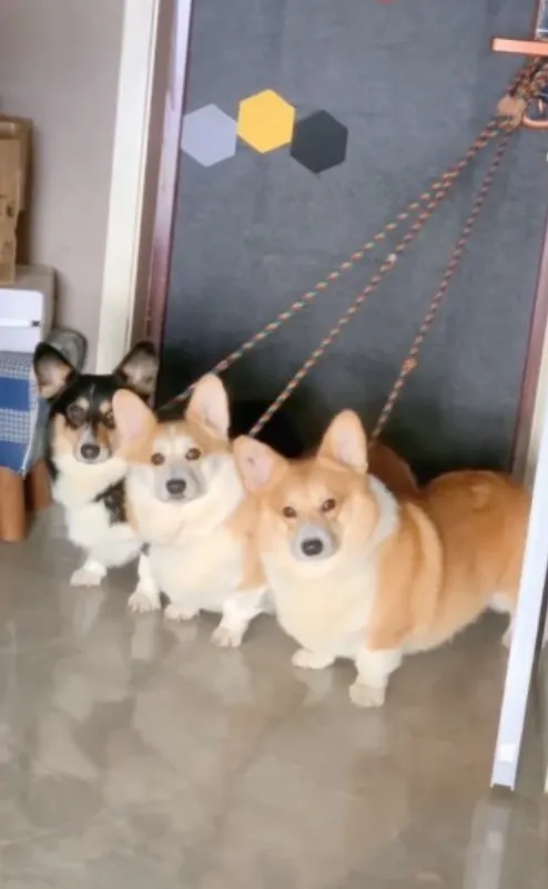 看那一副不耐煩表情，還以為自己犯了啥滔天大罪    奴才僅去拉個使ㄚ。IG @7sins46 提供