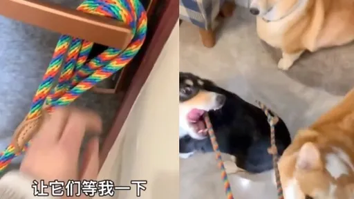 說好的散步呢?三柯基苦等主人 無奈神情全網融化