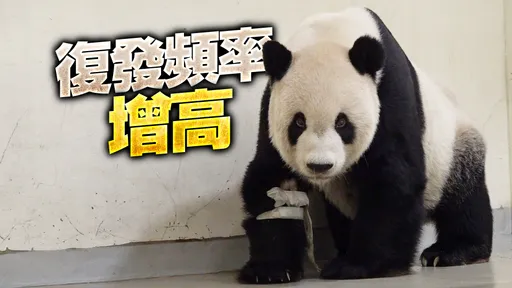 團團3小時內癲癇4次!復發原因曝光 動物園憂心「惡化警訊愈來愈強」