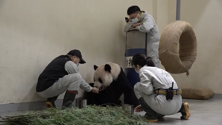 團團目前後肢仍無力。動物園提供