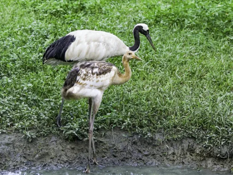釧路動物園與台北市立動物園合作的丹頂鶴保育計畫，日前誕下寶寶「哩鶴」。台北市立動物園提供