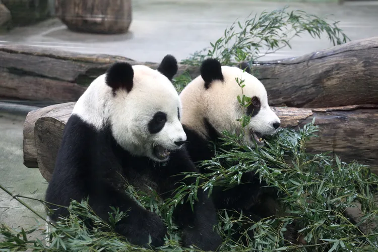大貓熊團團及圓圓生下2個女兒「圓仔」、「圓圓」。陳明中攝