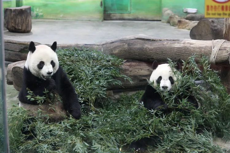 大貓熊團團及圓圓生下2個女兒「圓仔」、「圓圓」。陳明中攝