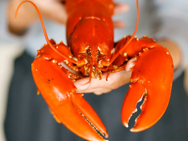 3F饗樂全日餐廳餐廳針對除夕晚宴，將會有龍蝦吃到飽，烹調方式以當日為主。業者提供