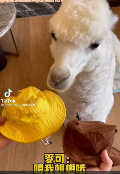 我想想要哪頂帽帽!學生小黃帽.西部牛仔帽。TikTok@michaelandjordan101