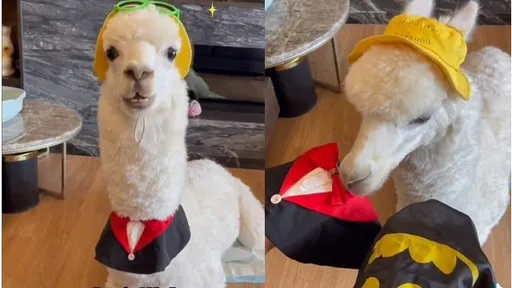 3配件戴上超時髦！　牠變身「羊駝界帥哥」