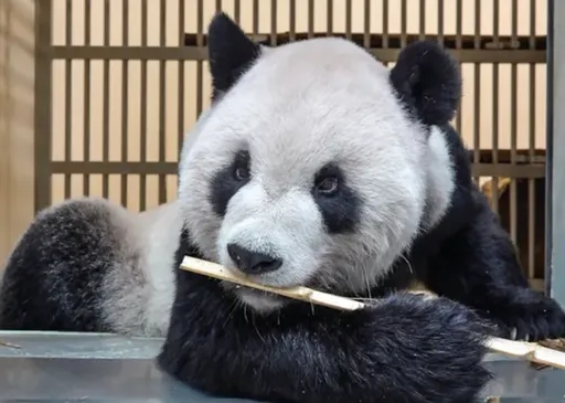 中國專家抵台奔動物園看「團團」! 2人超資深資歷曝光