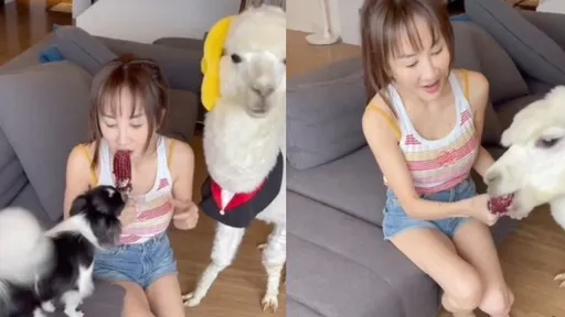 女主人嘴硬心软！吃玉米秒被羊驼拦截　吉娃娃也来分杯羹