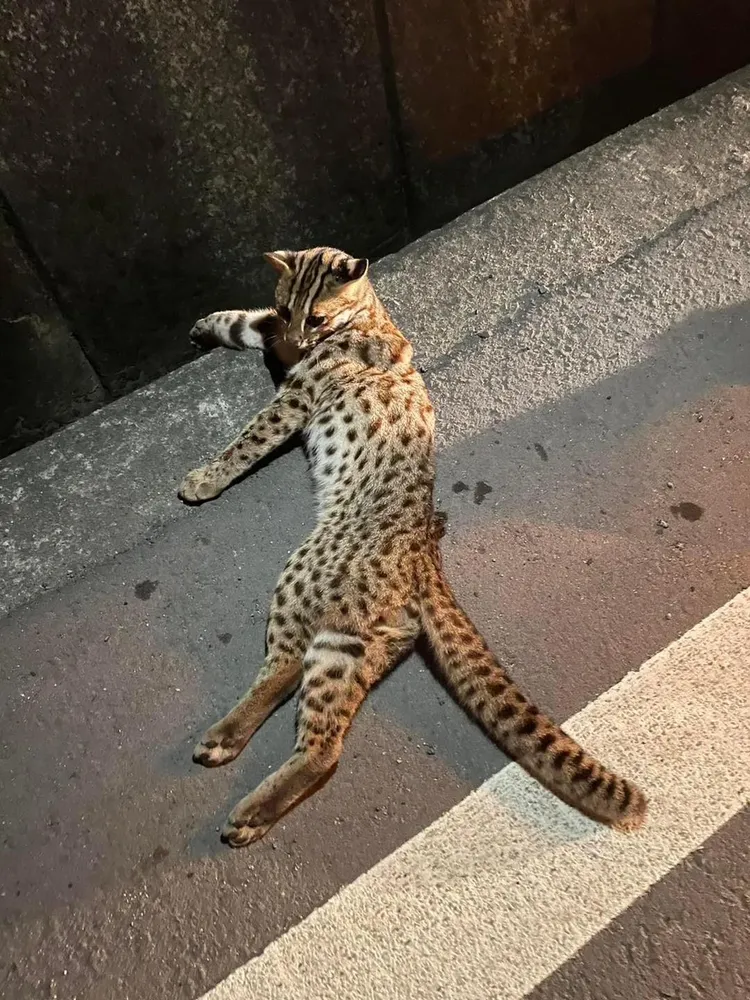 苗130線苑裡路段昨晚一隻石虎遭撞重傷，最後安樂死，這是今年第10起石虎路殺事件。翻攝陳品安律師FB