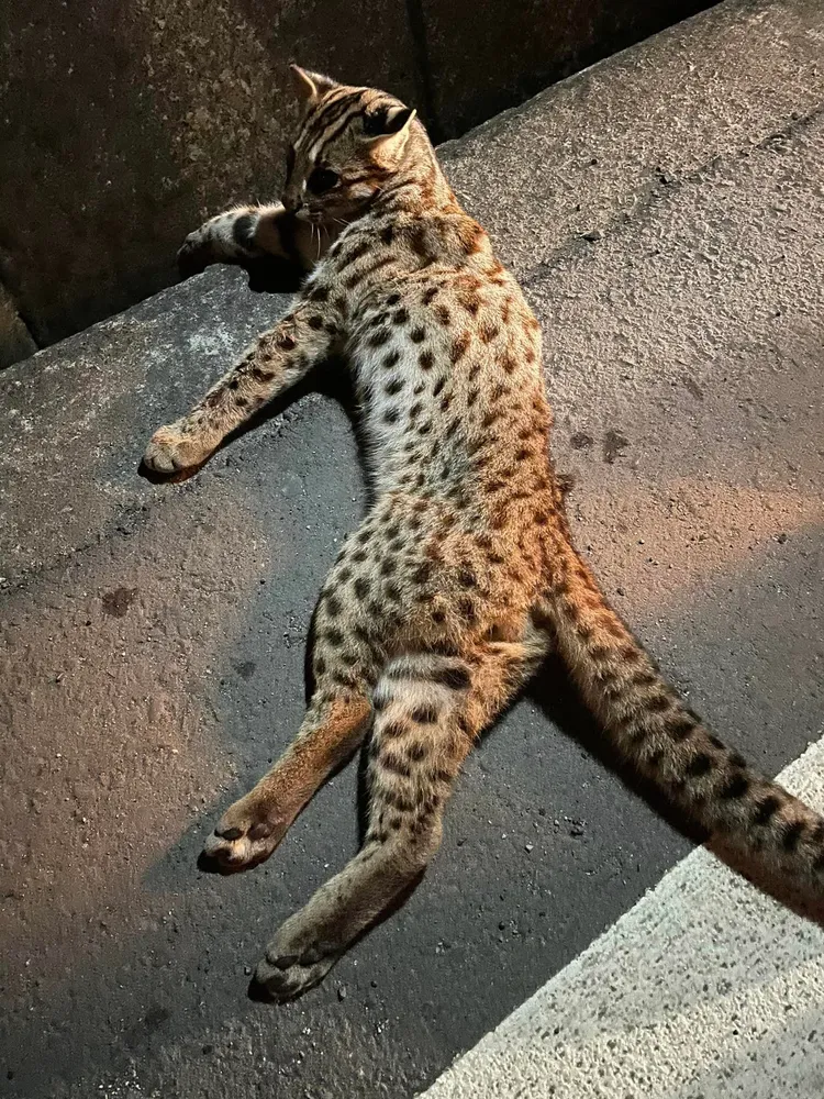 當地社群在臉書PO文發現重傷石虎，通報縣府農業處。翻攝FB苑裡串起來