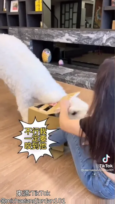 不惜一切破壞也要吃香蕉！TikTok@michaelandjordan101 提供