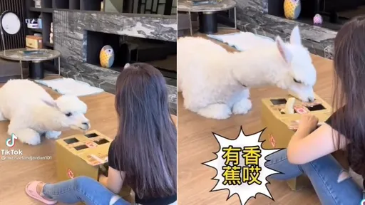看得到吃不到!拿香蕉逗羊駝「打地鼠」 女主人距離被撲倒還有30秒