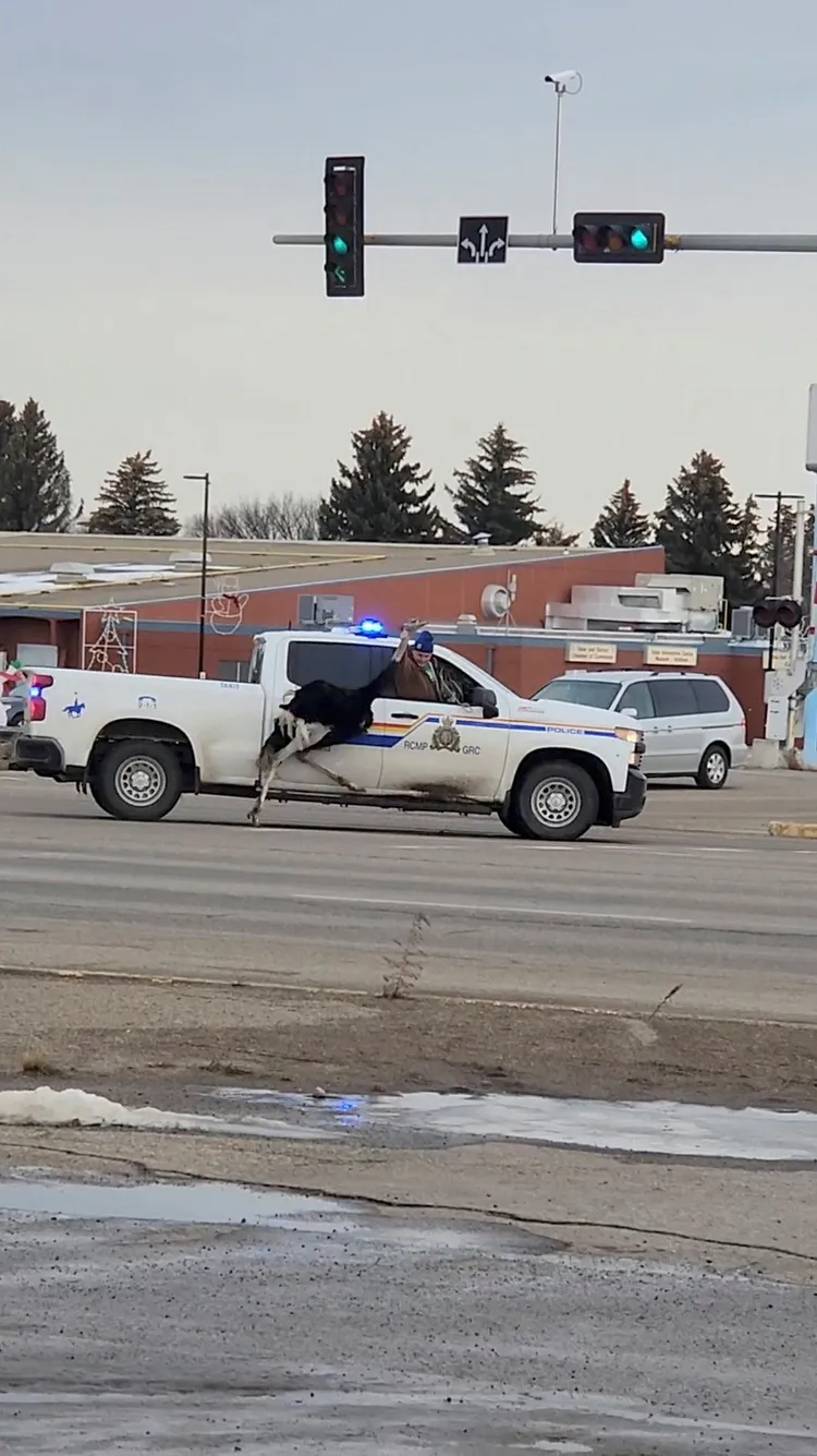 警車中伸出一隻手抓住鴕鳥脖子。路透社