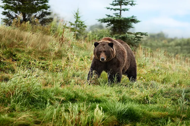 多項豐富岸上觀光行程能自費選購，如目睹當地野生動物的生命力。公主遊輪提供