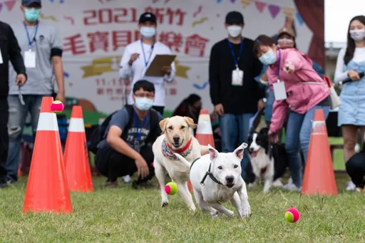 新竹毛寶貝同樂會周六開趴!趣味競賽開放報名 還有免費健檢、疫苗注射