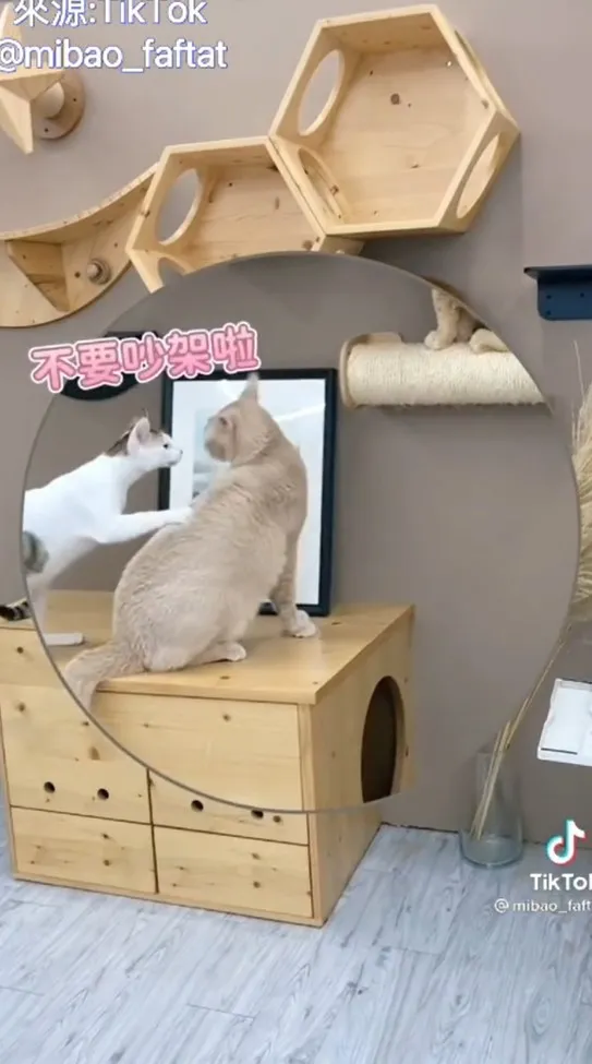 可以理我一下嗎？TikTok@mibao_faftat 提供