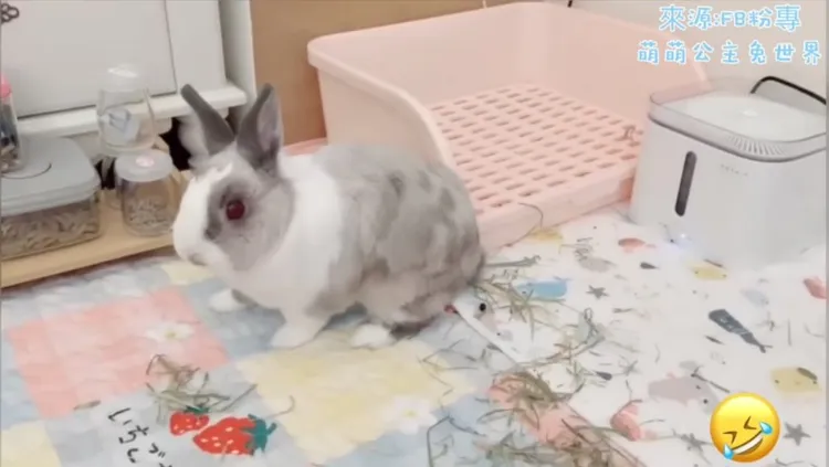 難道本公主不爽時會來個翻筋斗    也要跟你說嗎~.~。FB粉專：萌萌公主兔世界 提供