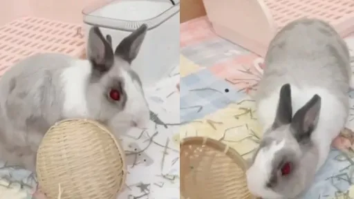 「不是XO牌可是不吃的呦」 吃貨萌兔秒翻臉:月底吃土?