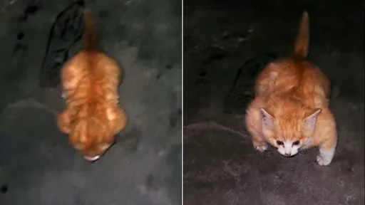 街頭驚遇「骨骼清奇壯碩小貓」　他收養才知是病了