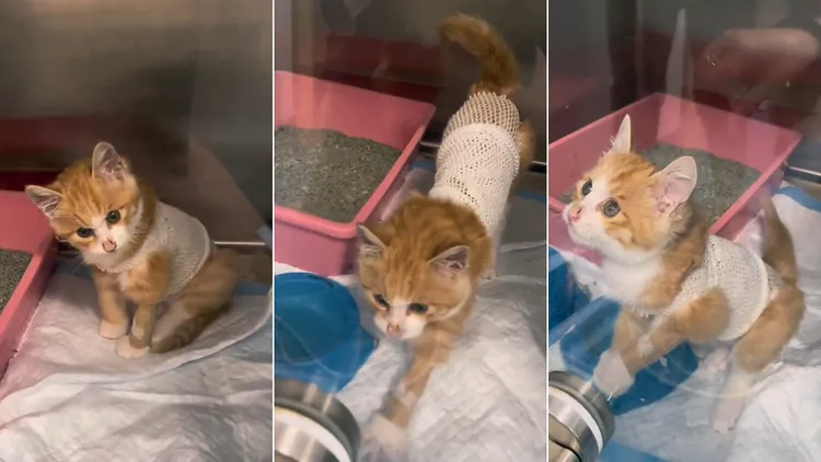 納爾經過治療後恢復正常模樣。翻攝自林飛抖音