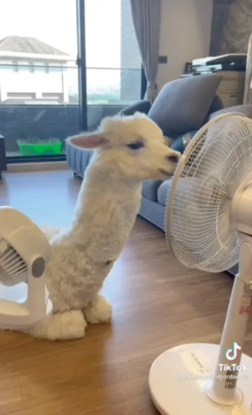 唉唷威呀～瞧！舒服到折手手了    這畫面真有另一層面無法抗拒的萌感啊XDDD。TikTok@michaelandjordan101 提供