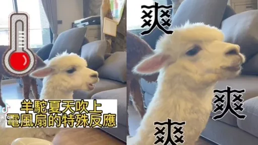 臉上寫著爽字！被兩台電扇包圍伺候　寵物羊駝萌力四射