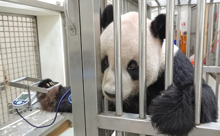 透過用藥調整和專業照養，團團病情漸穩定。動物園提供
