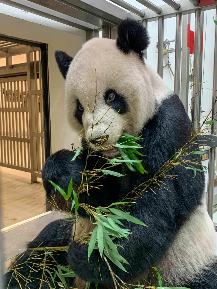 團團病情漸趨穩定但仍不適合出來見客。動物園提供