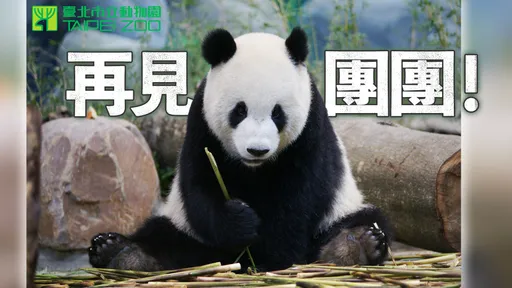再見團團|國寶大貓熊功在「兩岸外交」 創紀錄動物明星聲勢14年不墜