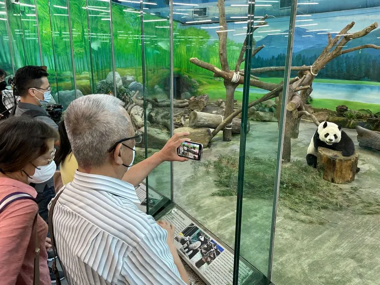 大貓熊家族是明星動物。彭欣偉攝