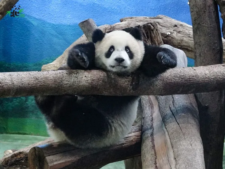 古靈精怪的圓寶。台北市立動物園提供