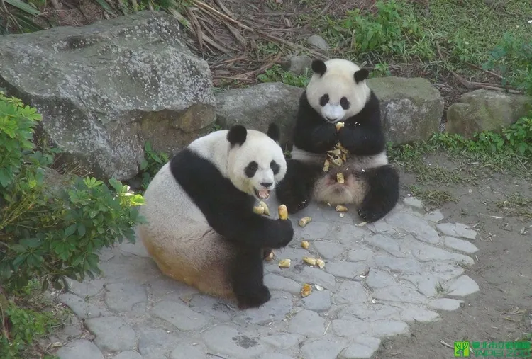 圓仔與圓圓的早餐時光。台北市立動物園提供
