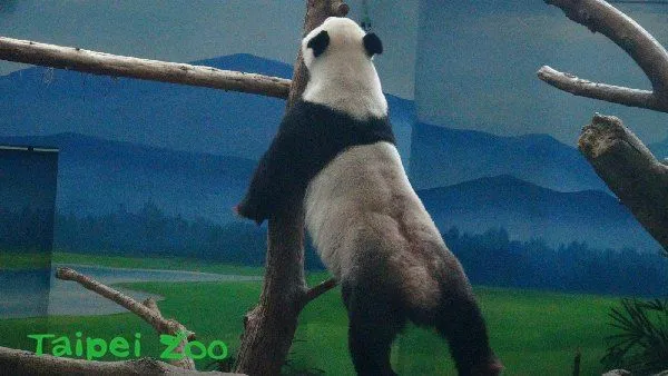 團團的特色股溝。台北市立動物園提供