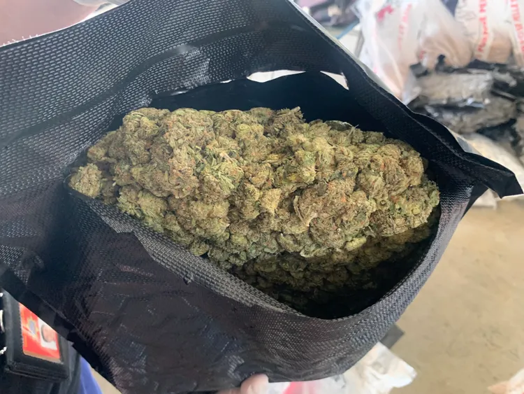 檢警查獲456公斤大麻花。新北地檢署提供