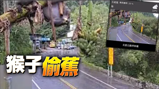 「北宜猴子」盜採路旁香蕉 遭公路局監視器全都錄