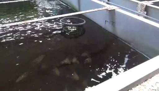 石斑魚糞水誆「胜肽」高價賣 癌友喝出體臭!生技老董認罪罰金出爐