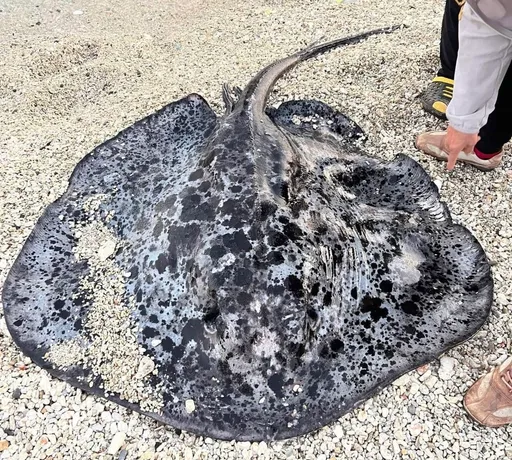 小琉球一米大魟魚命案!頭遭魚槍射穿3孔慘死沙灘 警方要緝兇