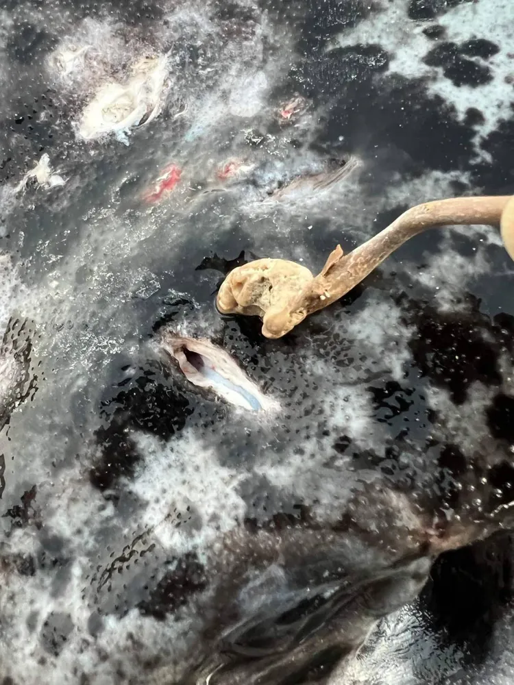 魟背靠近頭部位置被發現疑遭漁槍擊中的傷口。翻攝自《小琉球聯盟》臉書