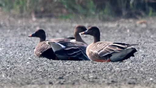 鳥迷請注意 珍貴「寒林豆雁」已抵達茄萣濕地