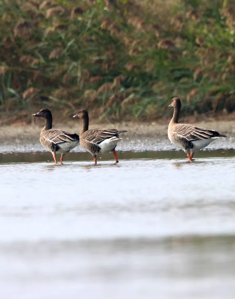 候鳥「寒林豆雁」已於本周飛抵茄萣濕地。高雄市茄萣區觀光發展協會朱南平攝