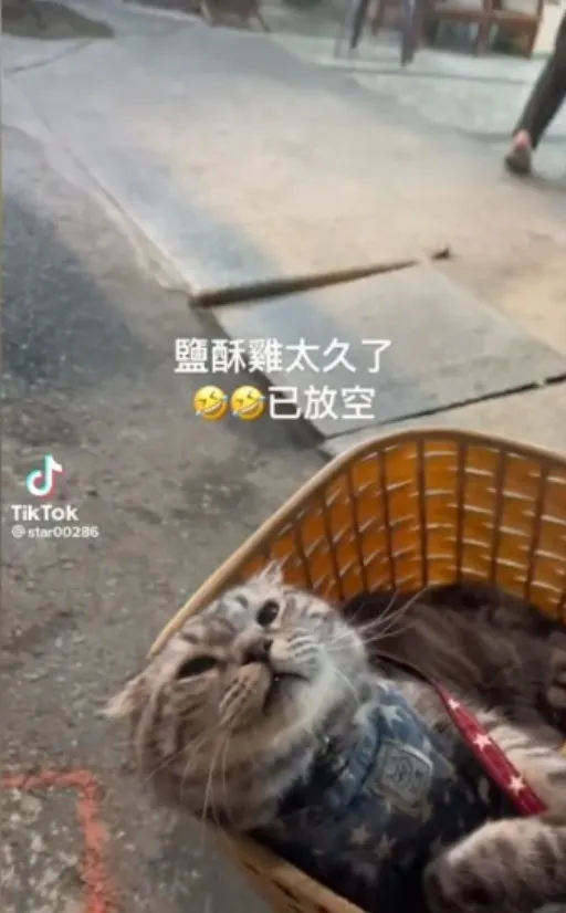 看來真的等很久，看那一臉生無可戀的臉龐仰望著星空 ฅ(ﾐΦ ﻌ Φﾐ)！)  好呆好萌ㄚ。TikTok@star00286 提供