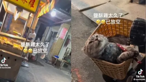 貓咪在車籃裡睡著!主人捕捉「登出畫面」 網笑:一臉生無可戀