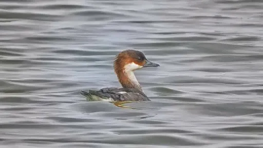 高雄茄萣濕地大驚喜 罕見候鳥「白秋沙」首現蹤