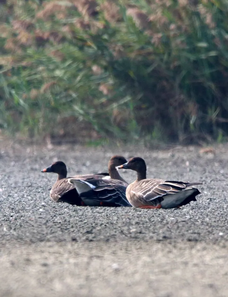 高雄茄萣濕地日前才被補捉到候鳥「寒林豆雁」照片。高雄市茄萣區觀光發展協會朱南平攝-4