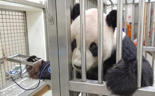 再見團團｜哭哭！伸手乖量血壓畫面好Q　動物園靠「這小物」告訴牠做對了