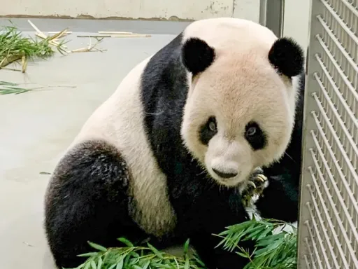 國台辦:團團健康改善 有需要陸方仍將提供協助