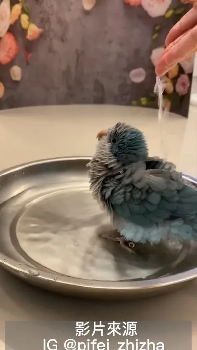 媽咪牌手控水龍頭協助小可愛淋浴，舒服享受的模樣看了好療癒。IG @pifei_zhizha 提供